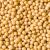 Soyabin Seeds