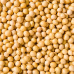 Soyabin Seeds