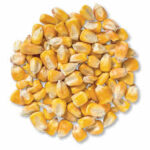 Maize / Corn – Premium Quality Agricultural Grain